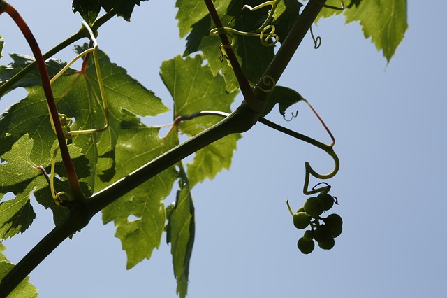 Grapes