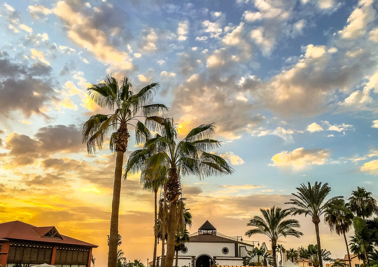 Tenerife palm trees