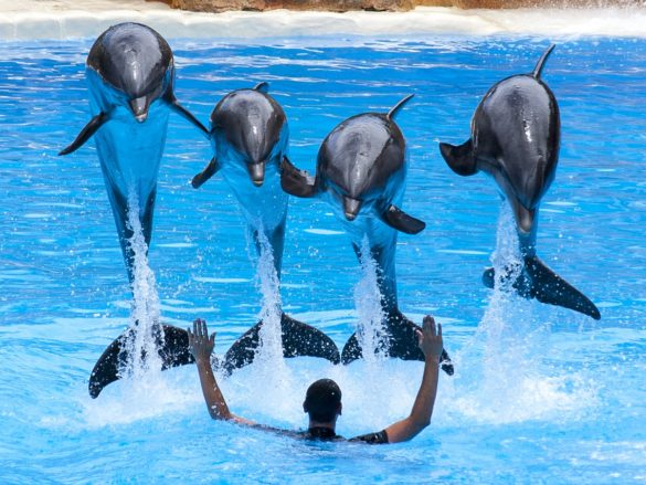 dolphins waterpark