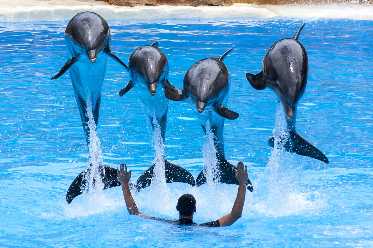 dolphins waterpark