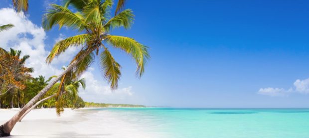 beach and palm tree in the caribbean