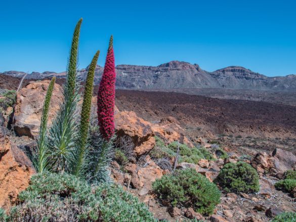 Volcanic landscape on Teide