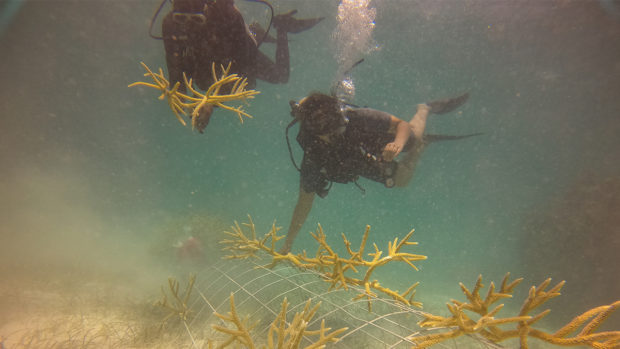 Diver with a coral in Bávaro