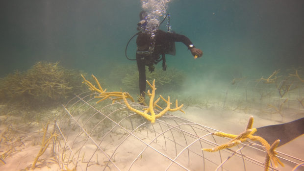 Coral Bavaro Nursery