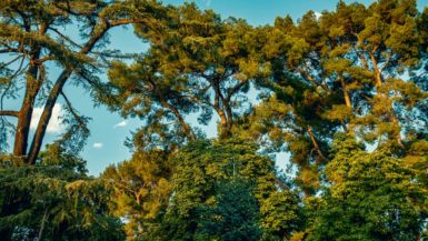 Trees from El Retiro Park