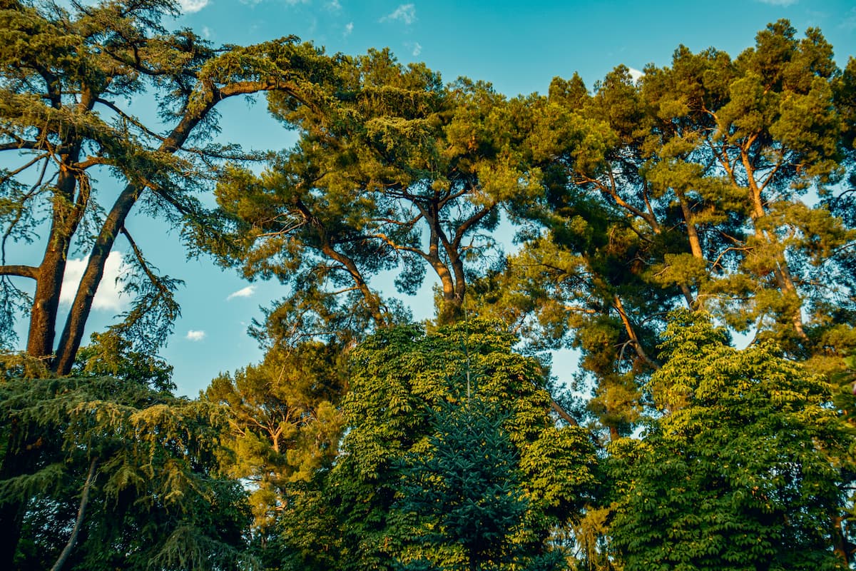Trees from El Retiro Park