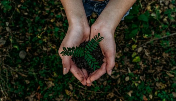 Person taking care of nature