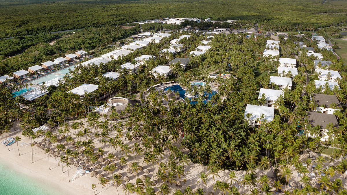 palm trees nature beach