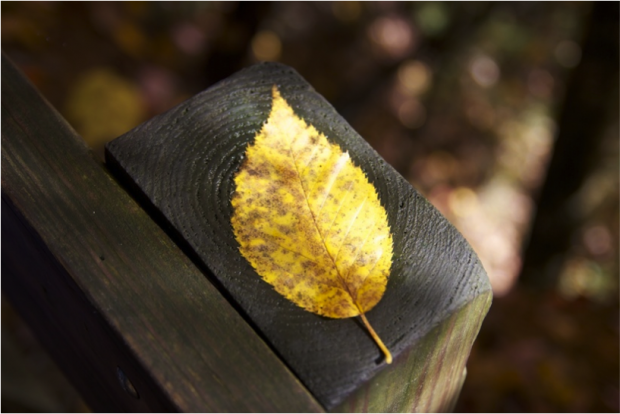 vacaciones otoño