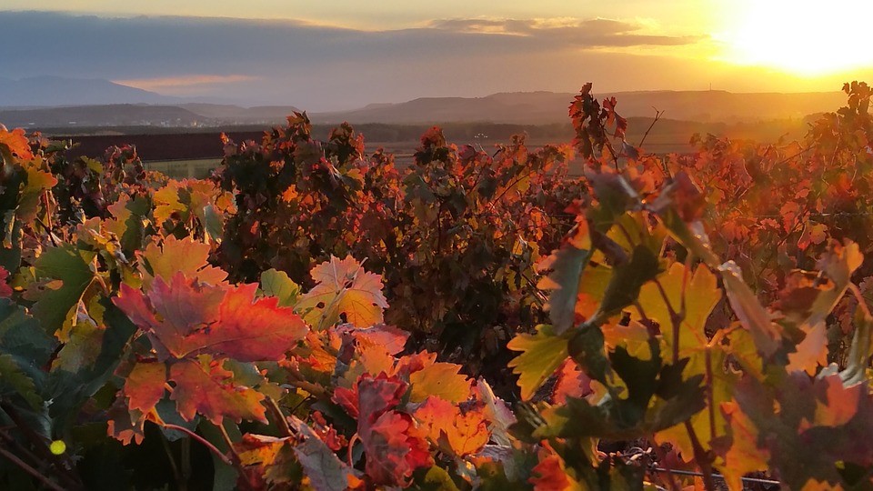 viaje enoturismo la rioja