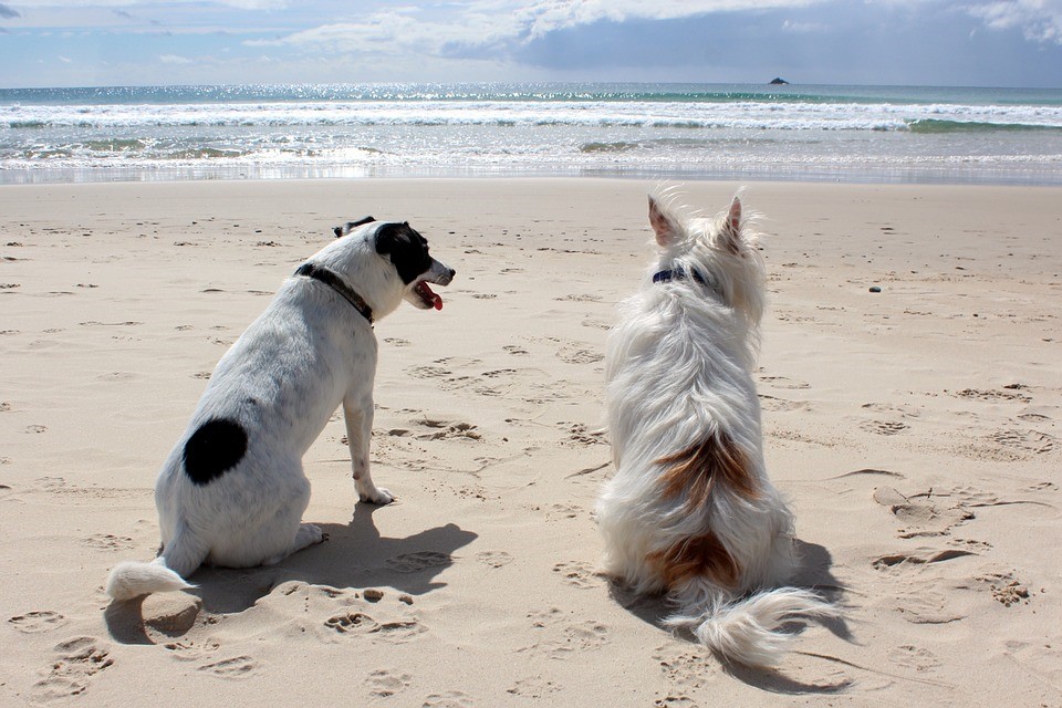 llevar el perro a la playa