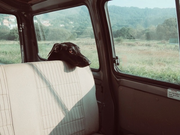 viajar con perro en coche