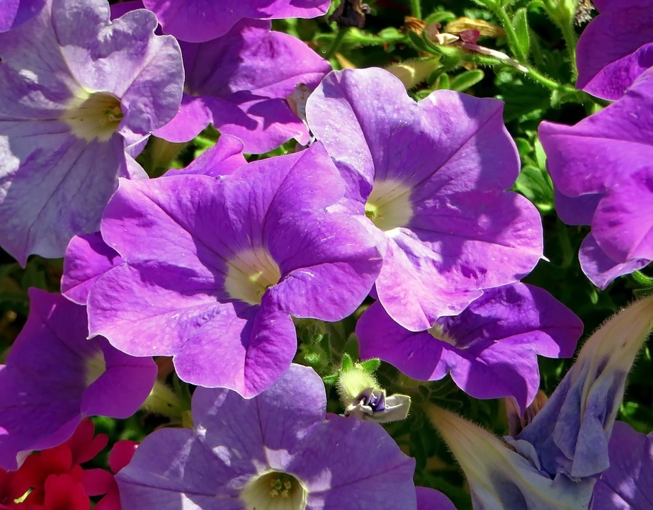 petunia patio sevillano