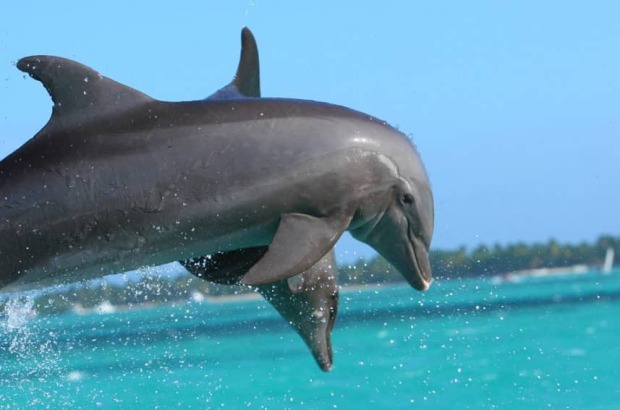 delfines en punta cana