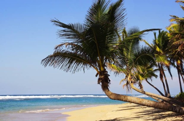 palmeras en playa bavaro