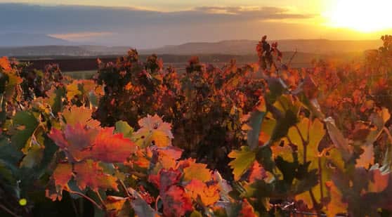 vinas en la rioja