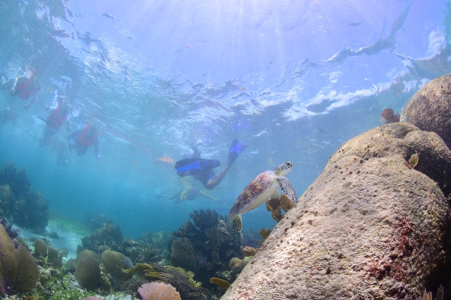 Snorkel en la Riviera Maya
