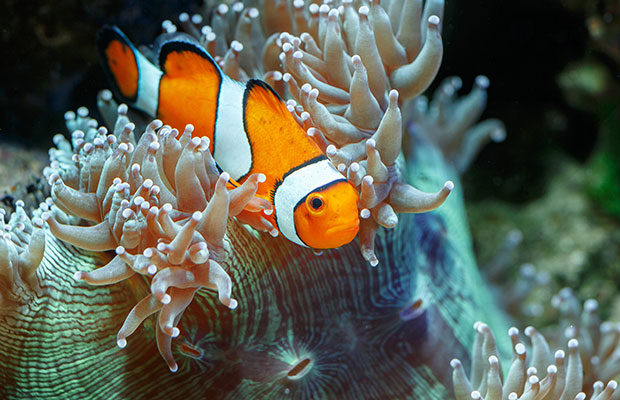 Maravillarte con el mundo subacuático, la diversidad de peces es increíble