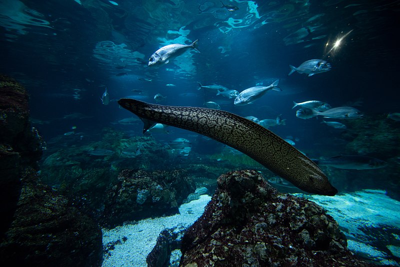 Instalaciones acuario de Barcelona