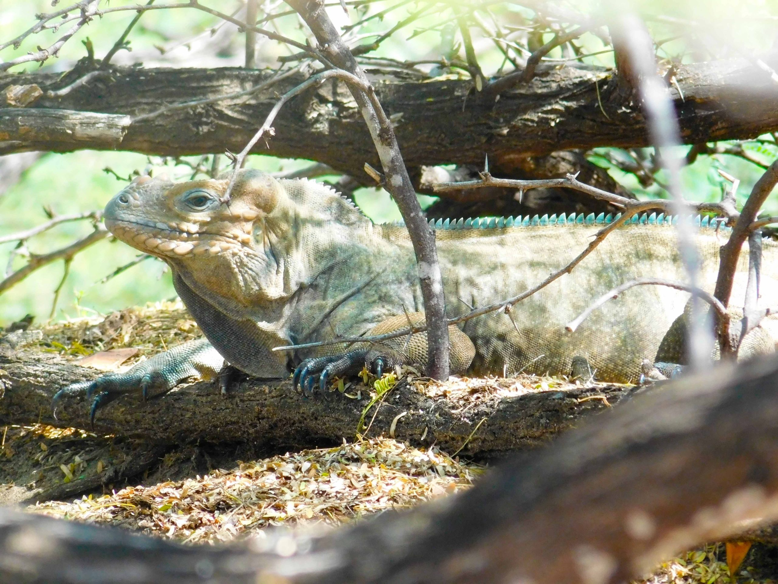 Iguana en Dunas de Baní