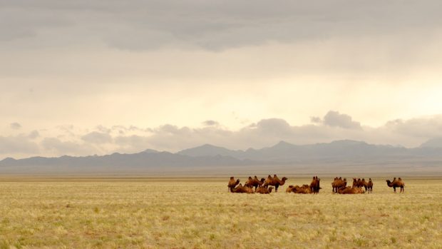 Camellos en un entorno natural