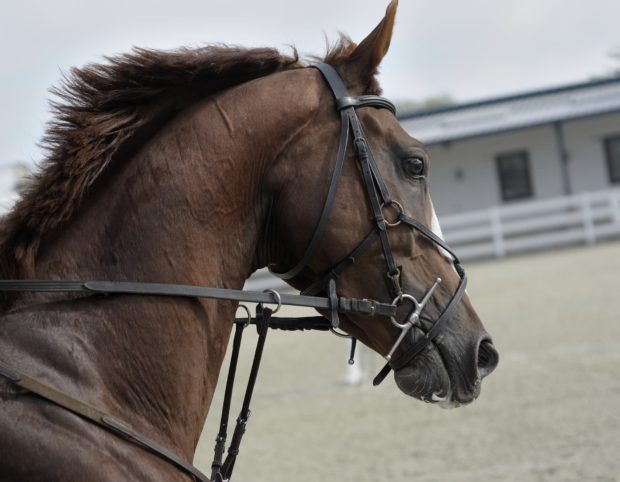 Madrid Horse Week