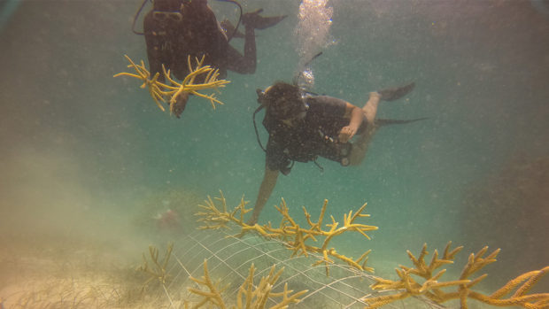 Buceador con un coral en Bávaro