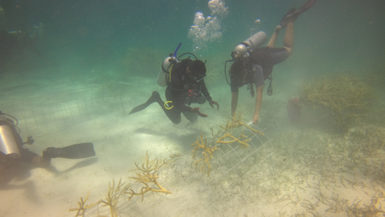 Buceador con un coral en Bávaro