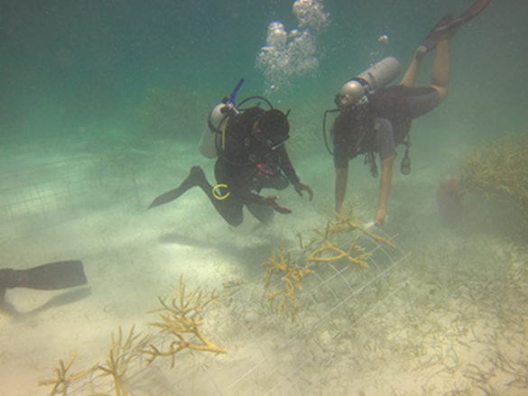 Buceador con un coral en Bávaro