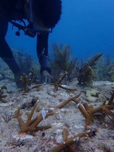 PACO-MARINE-ANIMALS-18