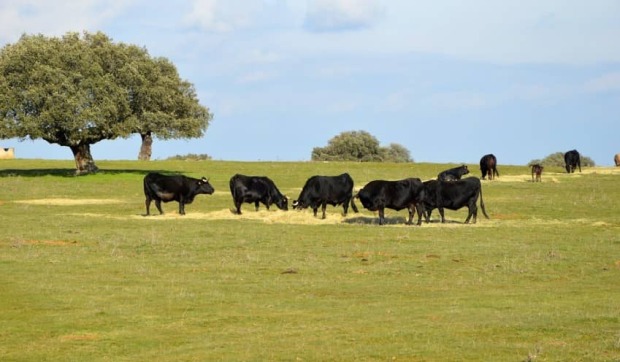 Paisaje toros provincia Salamanca