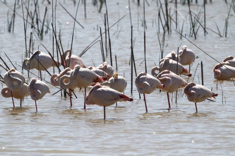 parque nacional de doñana