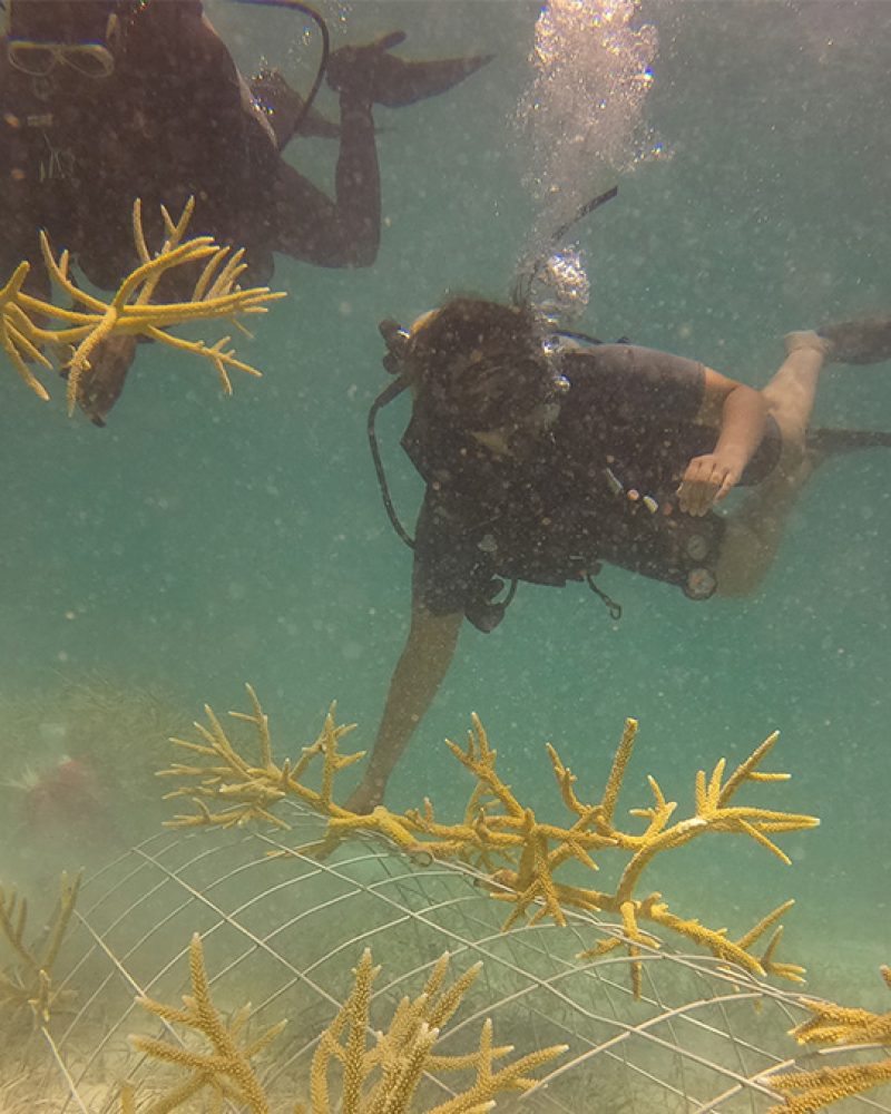 Buceador Vivero Coral