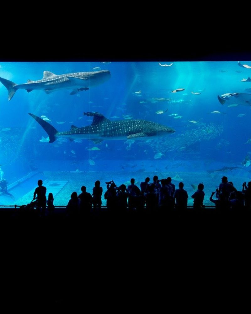 mejores acuarios de españa