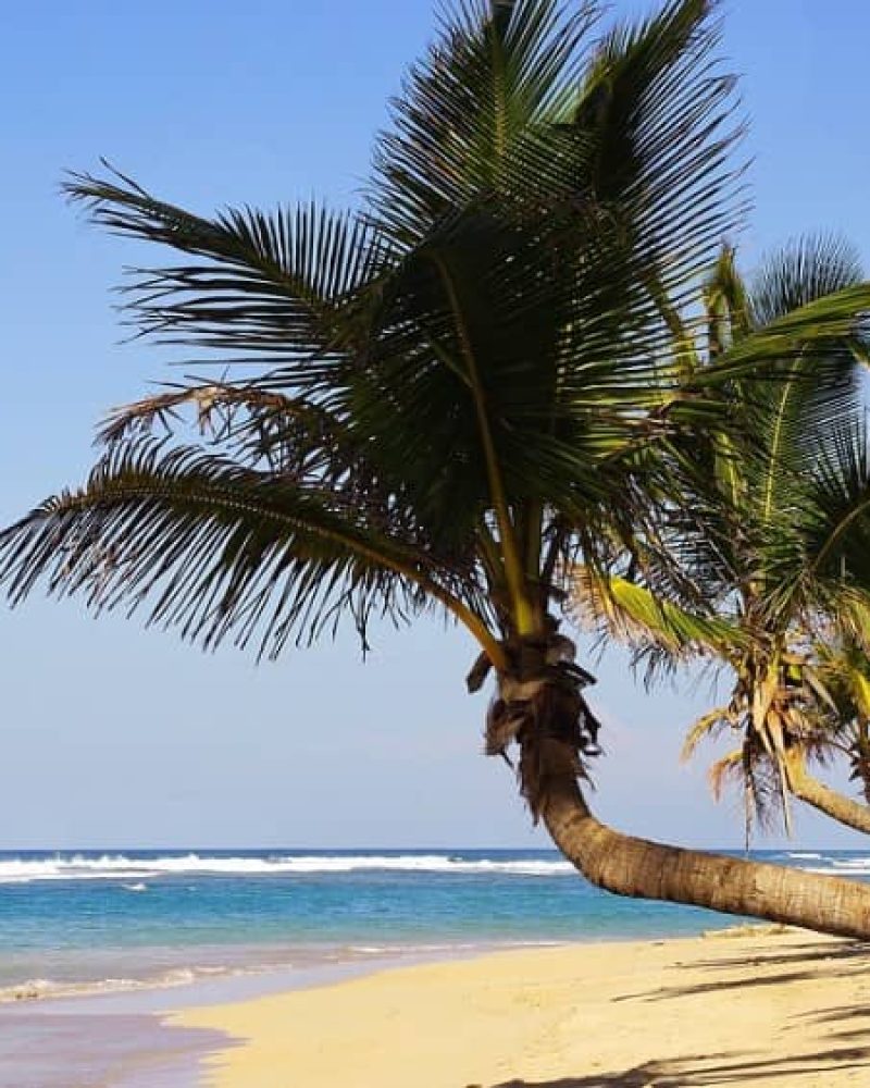 palmeras en playa bavaro