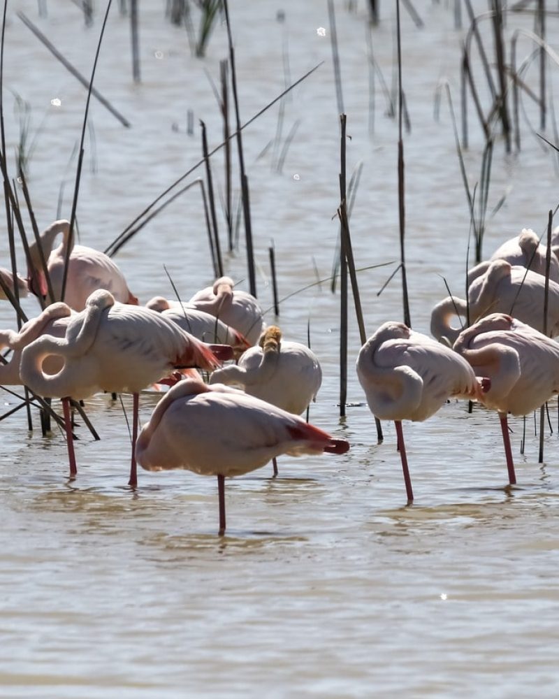 parque nacional de doñana