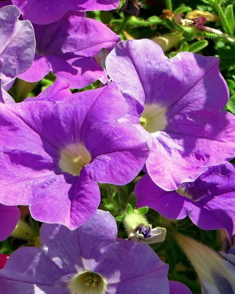 petunia patio sevillano